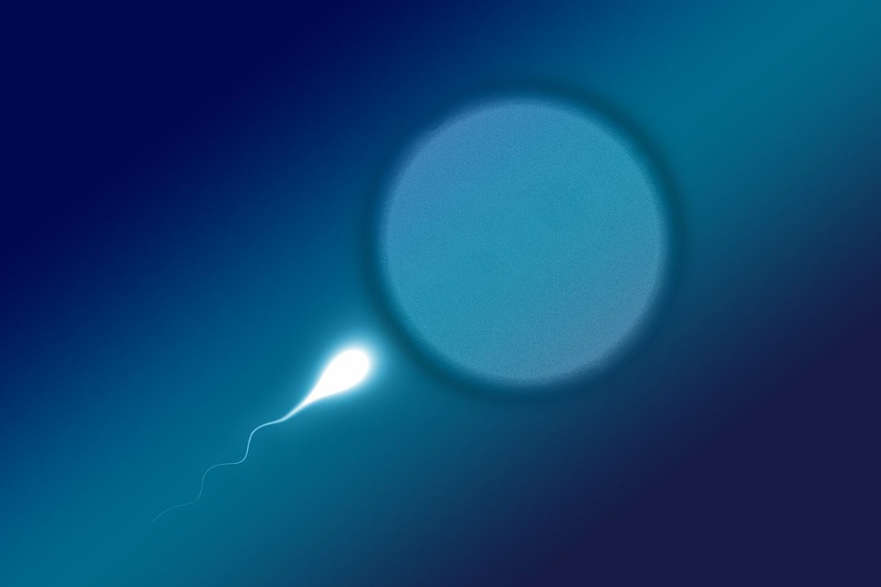how to increase your sperms